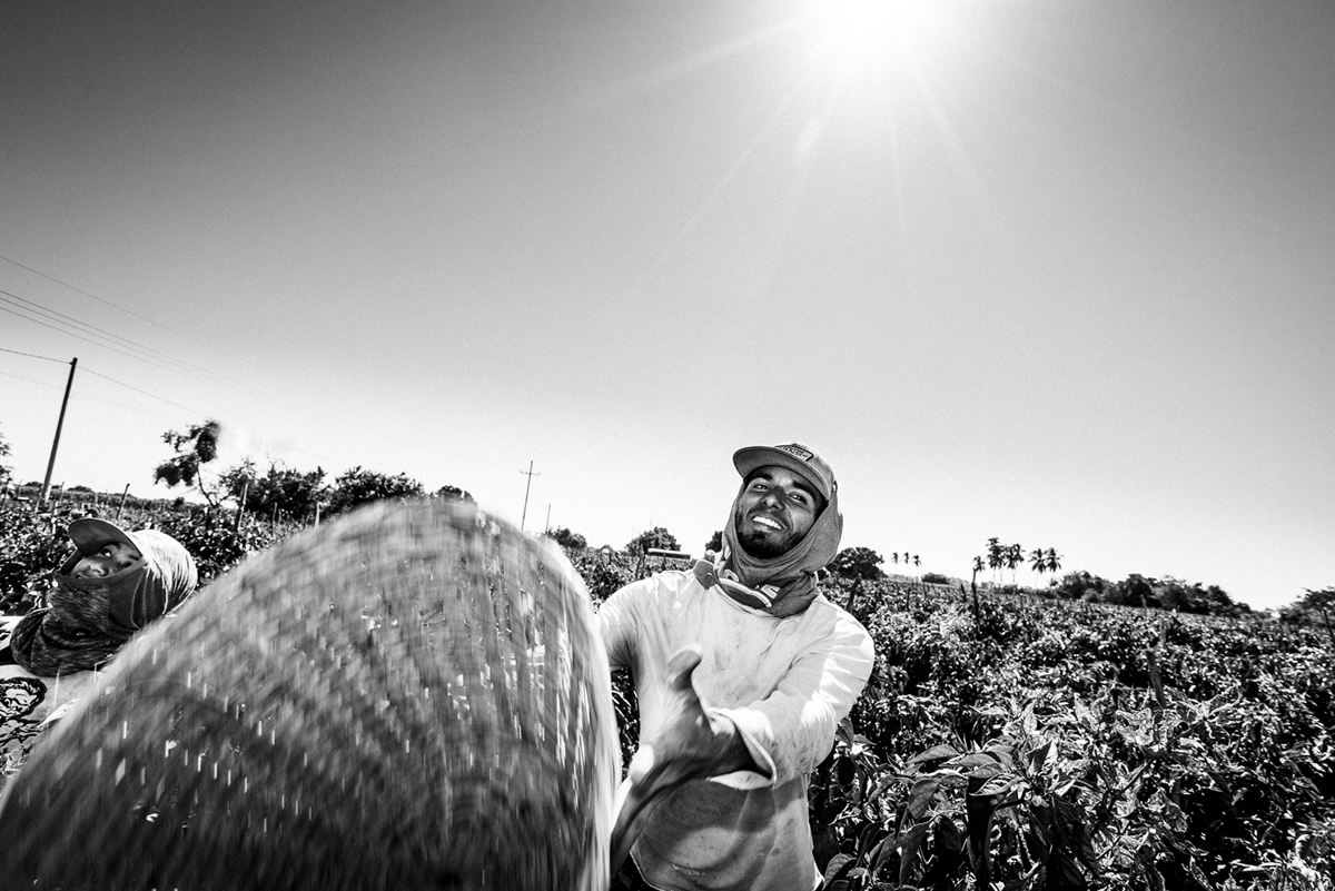 It's Chile Picking Season In Sinaloa México By Matt Mawson