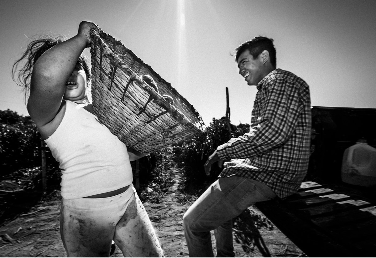 It's Chile Picking Season In Sinaloa México By Matt Mawson