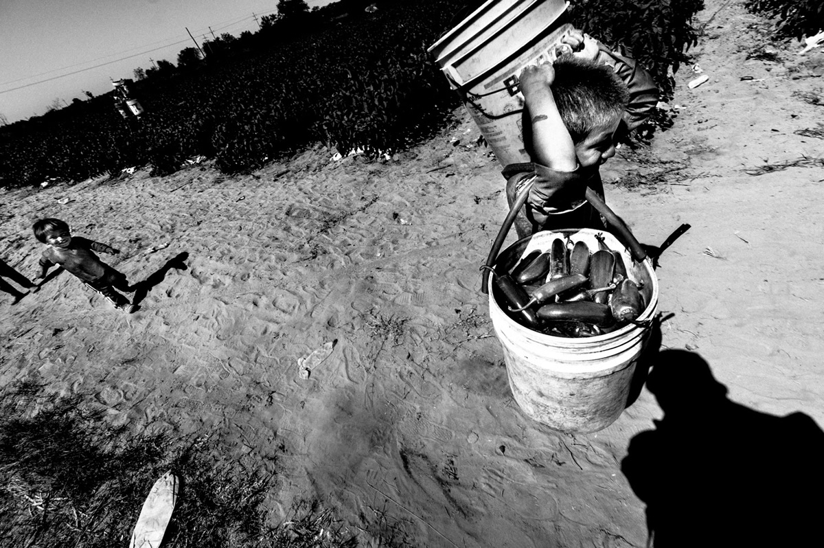 It's Chile Picking Season In Sinaloa México By Matt Mawson