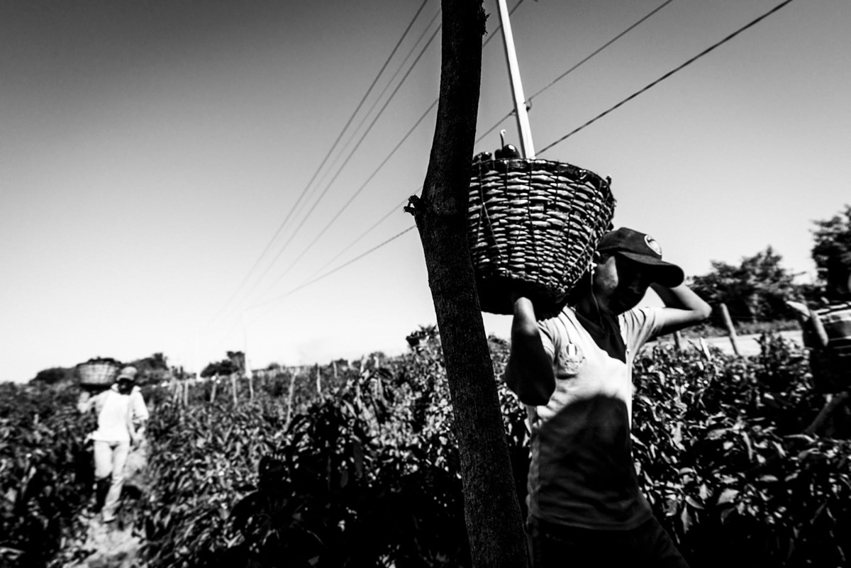 It's Chile Picking Season In Sinaloa México By Matt Mawson