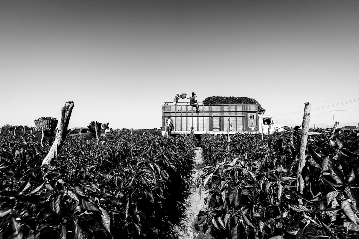 It's Chile Picking Season In Sinaloa México By Matt Mawson