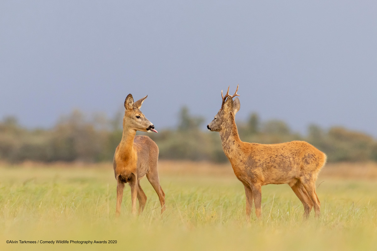 Comedy Wildlife Photography Awards 2020: Best Entries So Far!