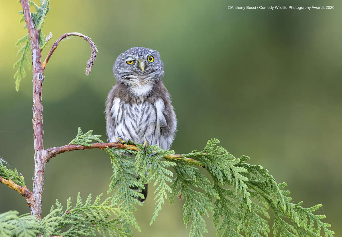 Comedy Wildlife Photography Awards 2020: Best Entries So Far!