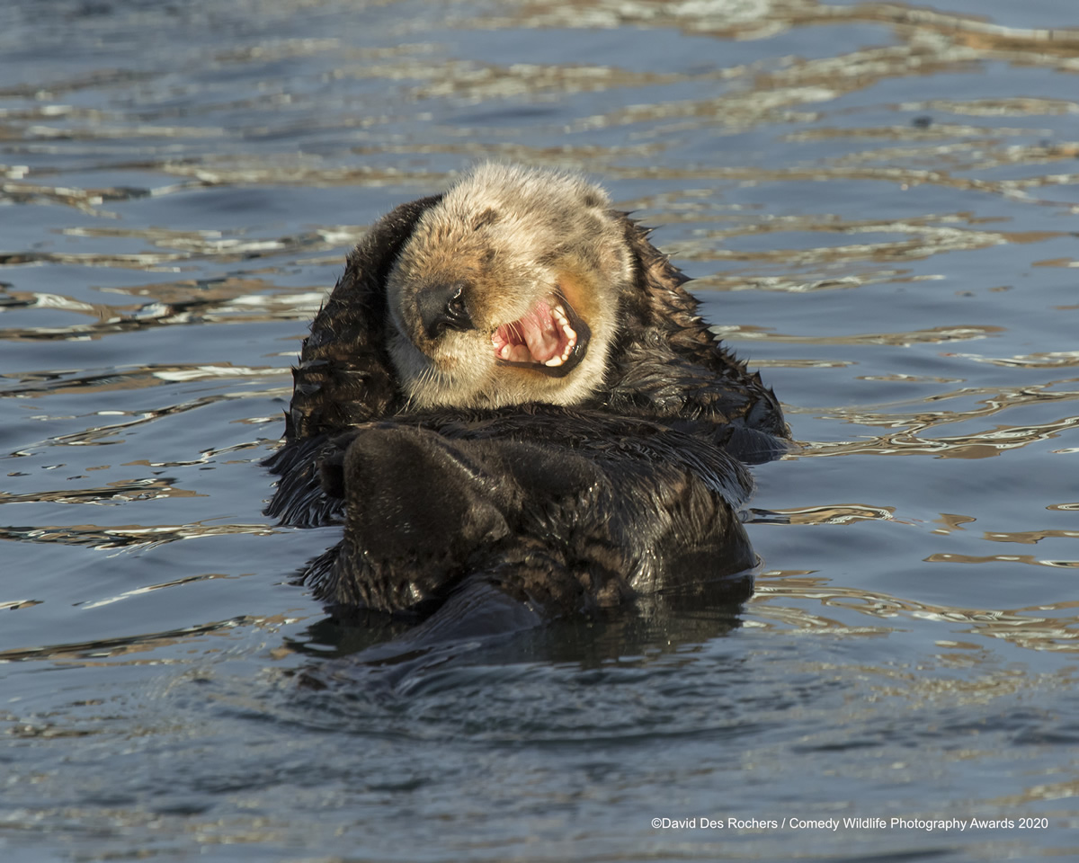 Comedy Wildlife Photography Awards 2020: Best Entries So Far!