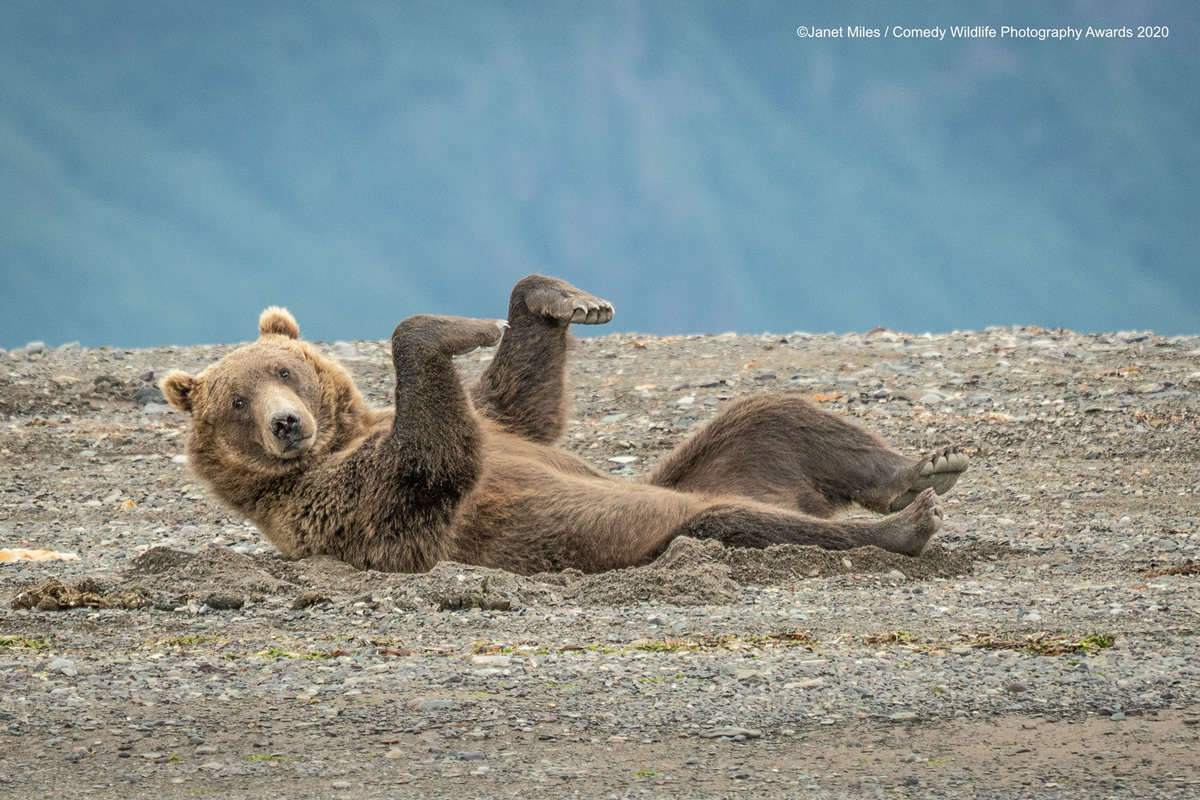 Comedy Wildlife Photography Awards 2020: Best Entries So Far!