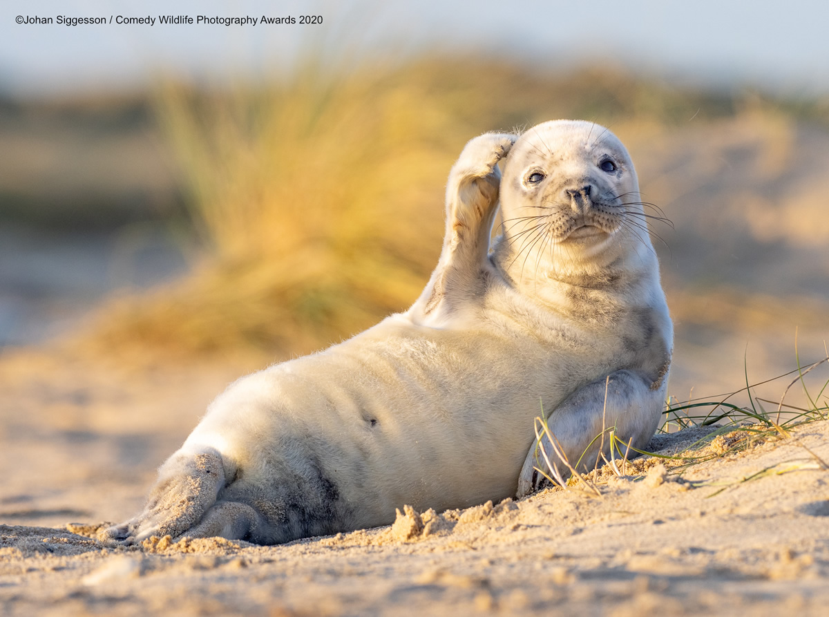 Comedy Wildlife Photography Awards 2020: Best Entries So Far!