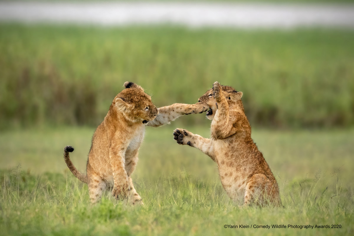 Comedy Wildlife Photography Awards 2020: Best Entries So Far!