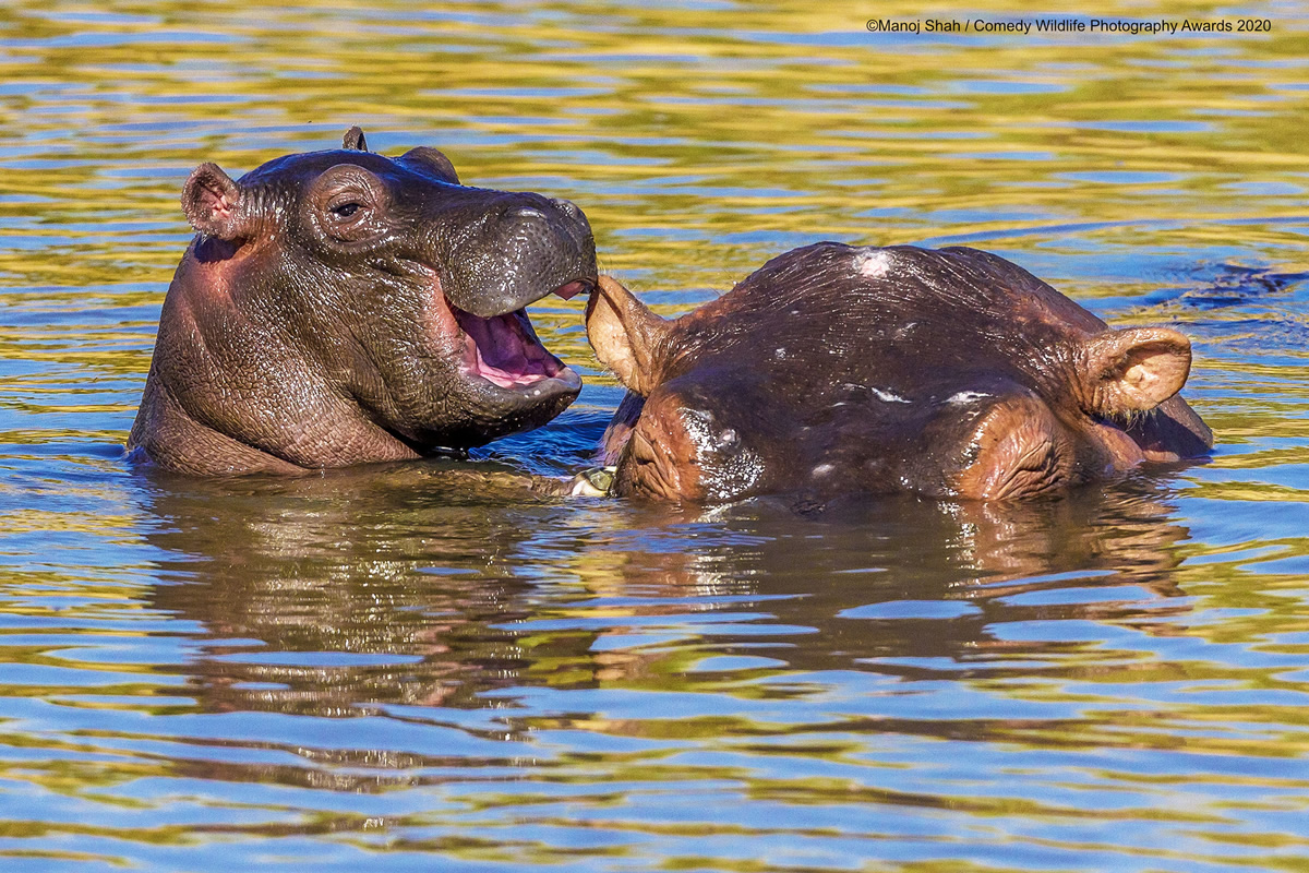 Comedy Wildlife Photography Awards 2020: Best Entries So Far!