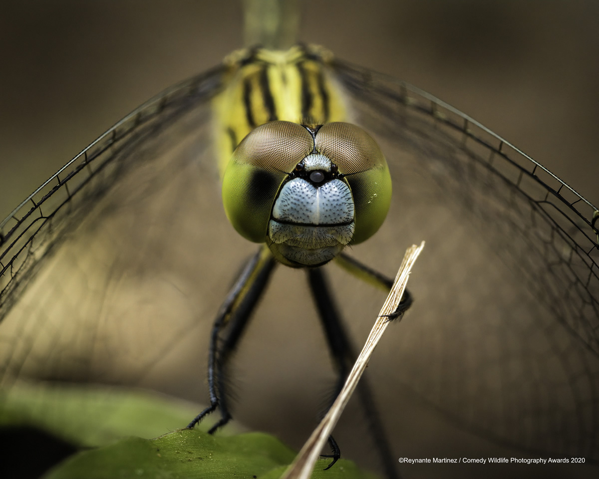 Comedy Wildlife Photography Awards 2020: Best Entries So Far!