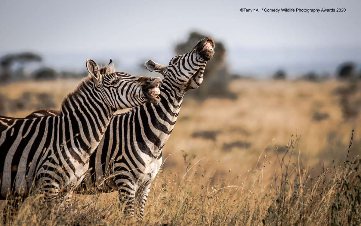 Comedy Wildlife Photography Awards 2020: Best Entries So Far!