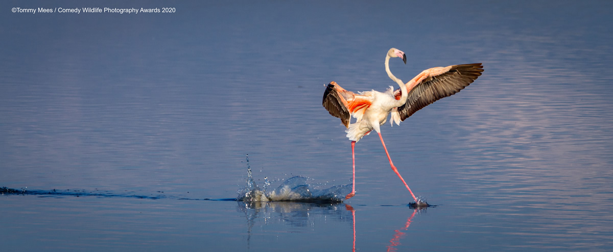 Comedy Wildlife Photography Awards 2020: Best Entries So Far!