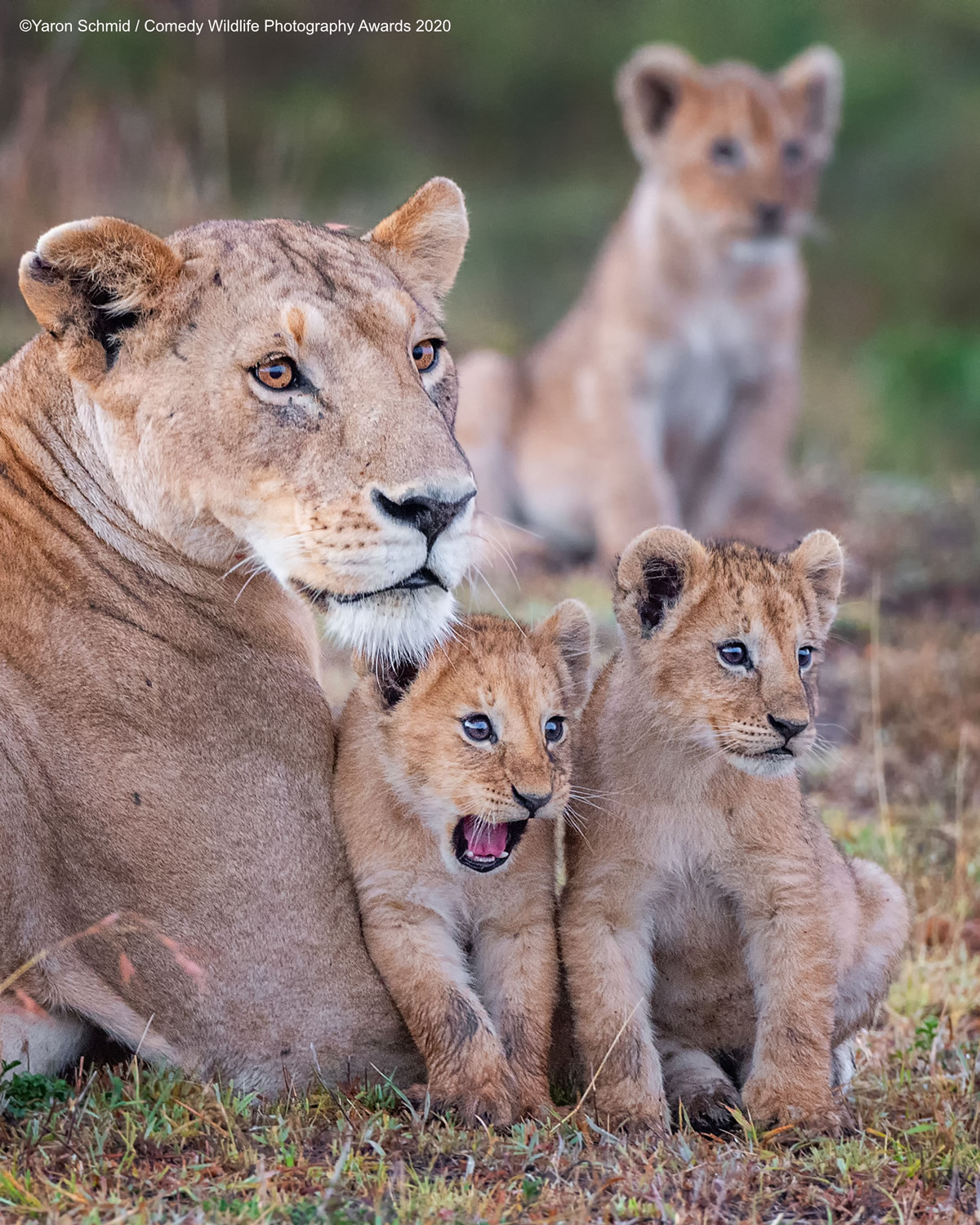 Comedy Wildlife Photography Awards 2020: Best Entries So Far!