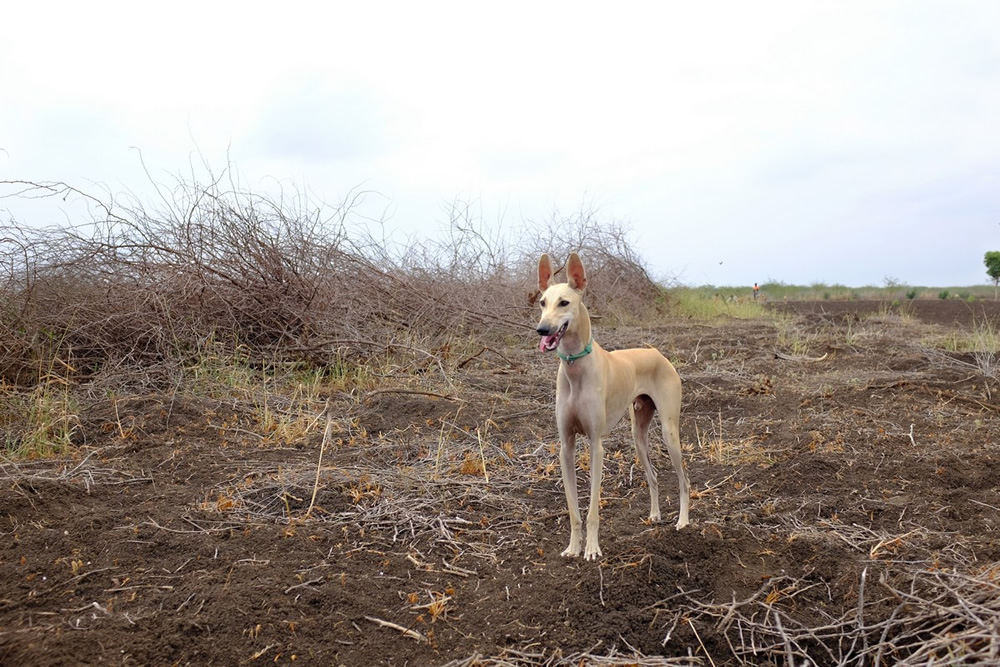 Karisakadu: A Remote Village In TamilNadu By Pranav