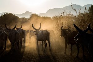 Looking Light In The Eye by Sankar Sridhar