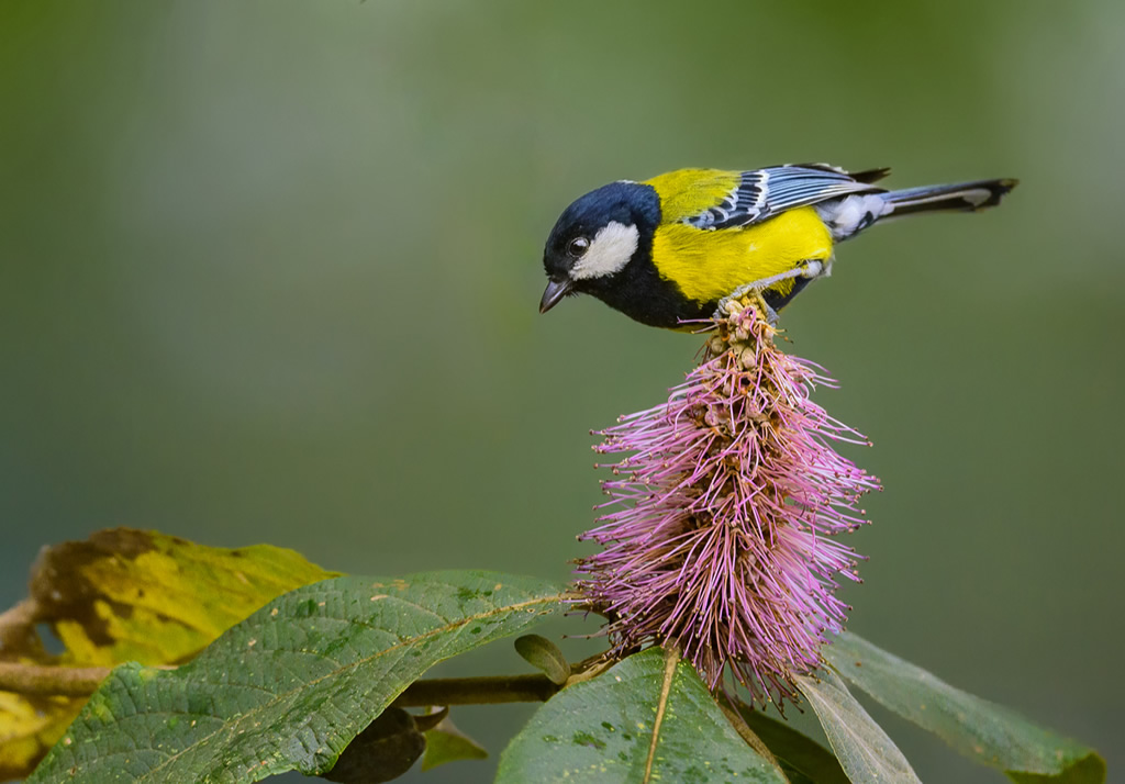 Misty Borong: Romancing With Birds And Flowers By Chandan Hazra