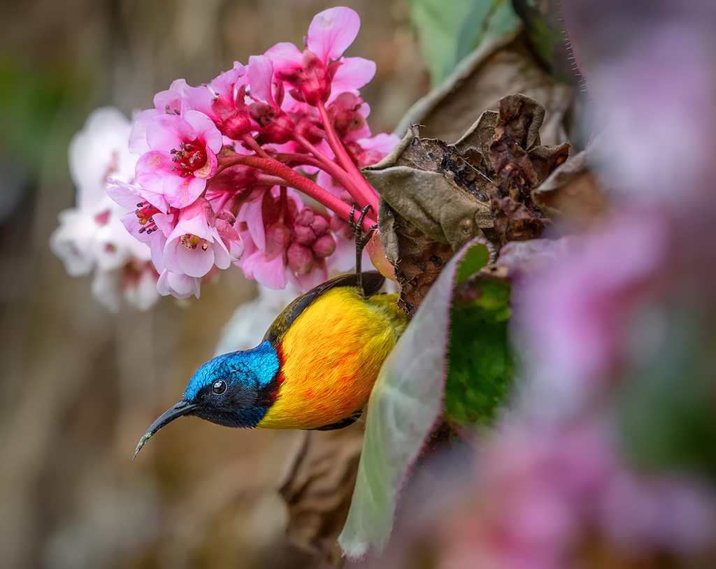 Misty Borong: Romancing With Birds And Flowers By Chandan Hazra