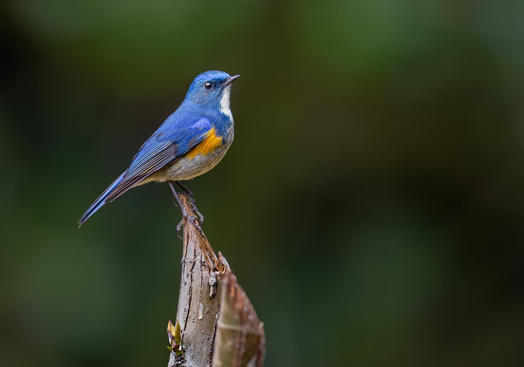 Misty Borong: Romancing With Birds And Flowers By Chandan Hazra