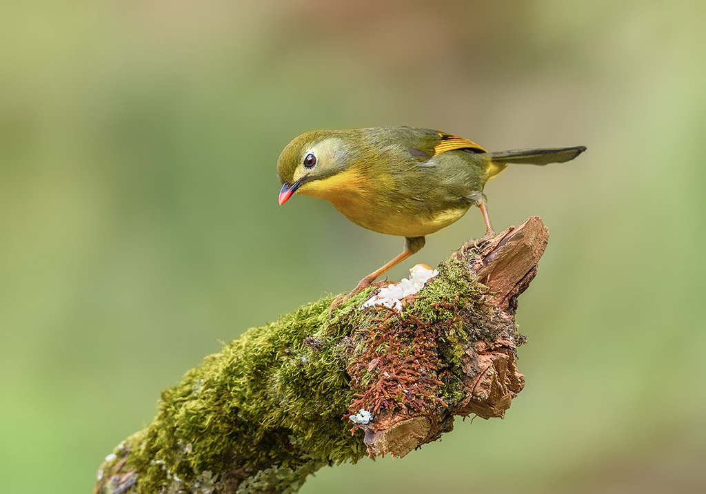 Misty Borong: Romancing With Birds And Flowers By Chandan Hazra