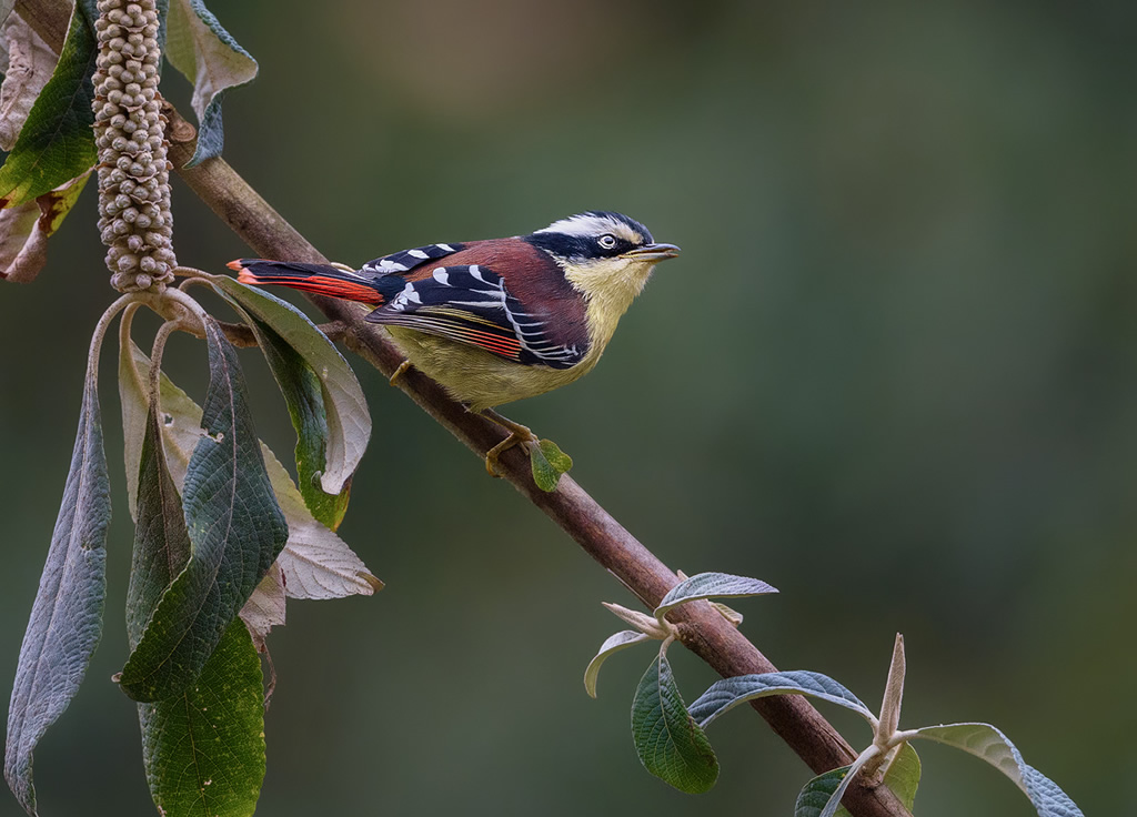 Misty Borong: Romancing With Birds And Flowers By Chandan Hazra