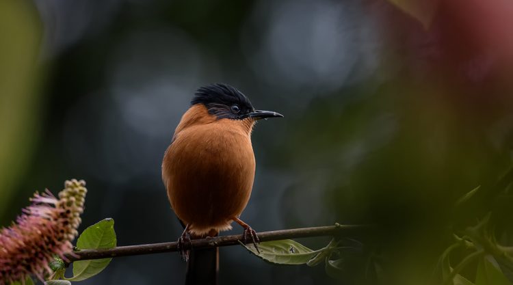 Misty Borong: Romancing With Birds And Flowers By Chandan Hazra