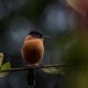 Misty Borong: Romancing With Birds And Flowers By Chandan Hazra