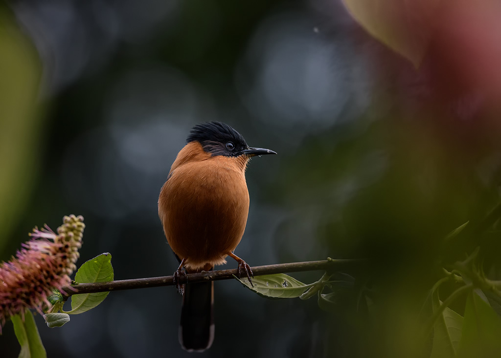 Misty Borong: Romancing With Birds And Flowers By Chandan Hazra