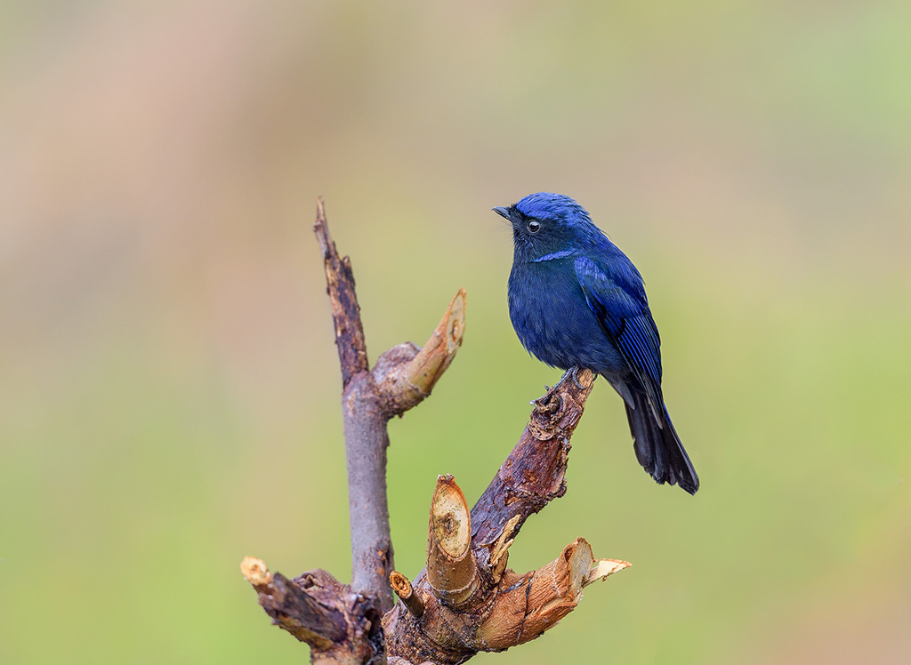 Misty Borong: Romancing With Birds And Flowers By Chandan Hazra