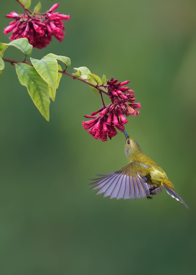 Misty Borong: Romancing With Birds And Flowers By Chandan Hazra