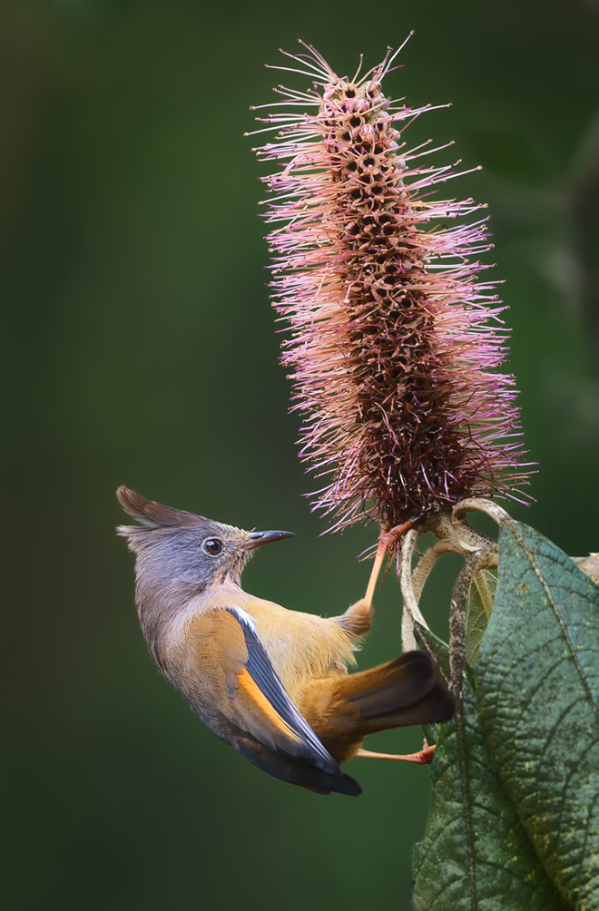 Misty Borong: Romancing With Birds And Flowers By Chandan Hazra