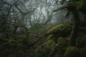 Raptor: Mystical by Neil Burnell