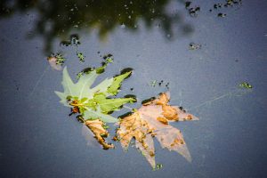 The River Through My Backyard by Pinki Sanyal