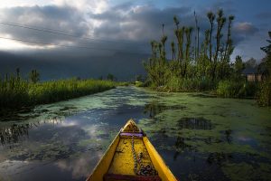 The River Through My Backyard by Pinki Sanyal