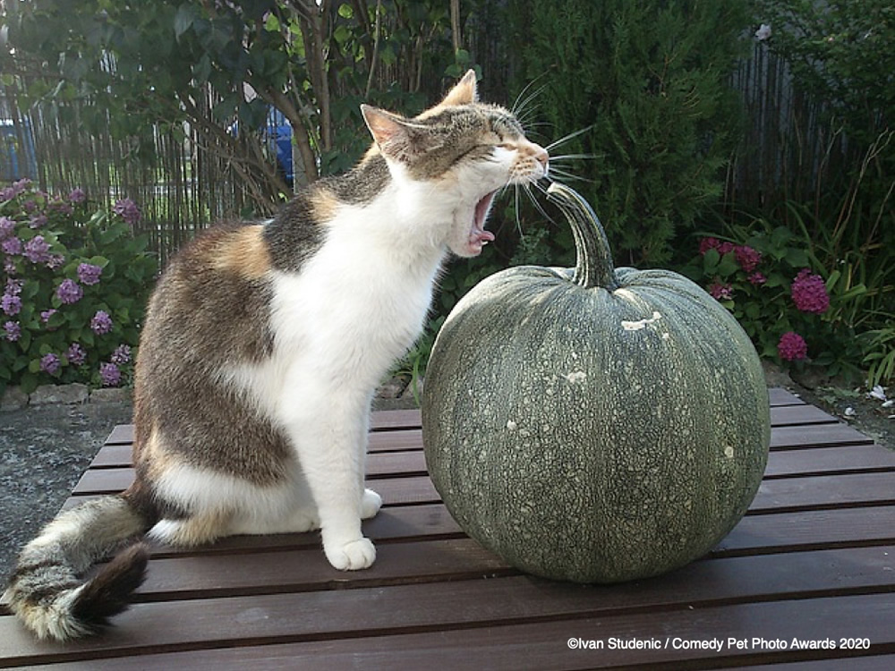 Vegetarian Cat by Ivan Studenic