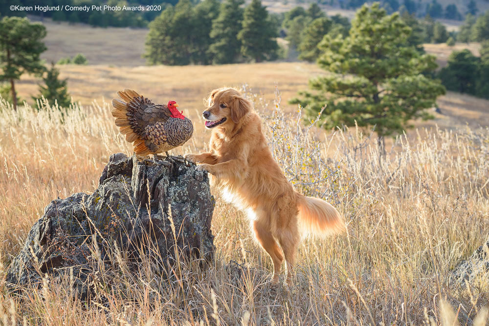 Hunting Dog Drop Out by Karen Hoglund