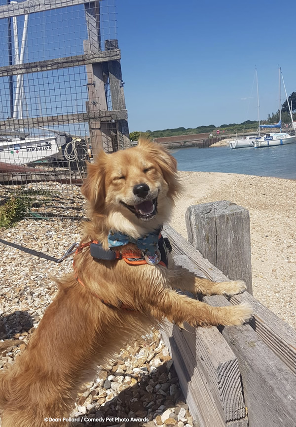 Super Happy Dog by Dean Pollard