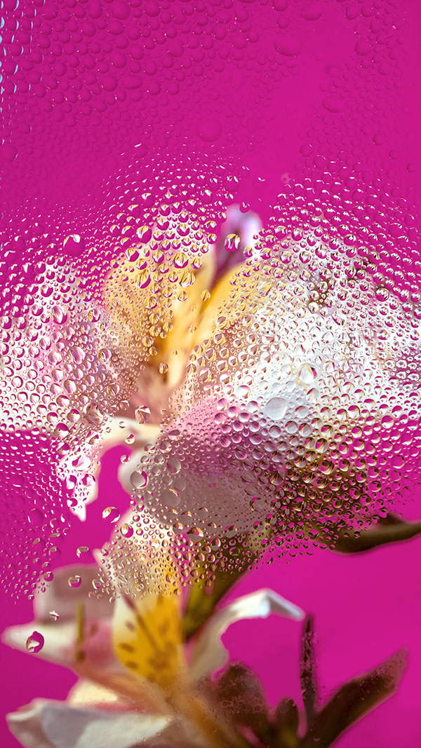 Inside Out: Beautiful Floral Photography By Davy Evans