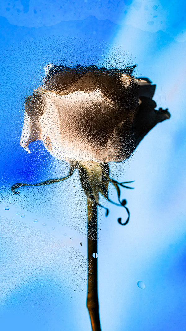 Inside Out: Beautiful Floral Photography By Davy Evans