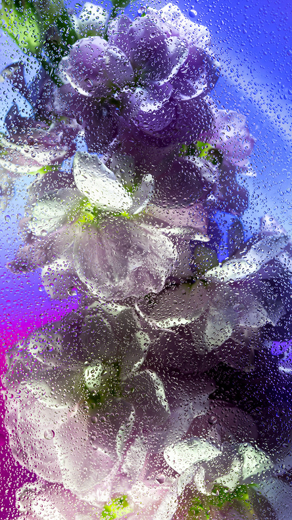 Inside Out: Beautiful Floral Photography By Davy Evans