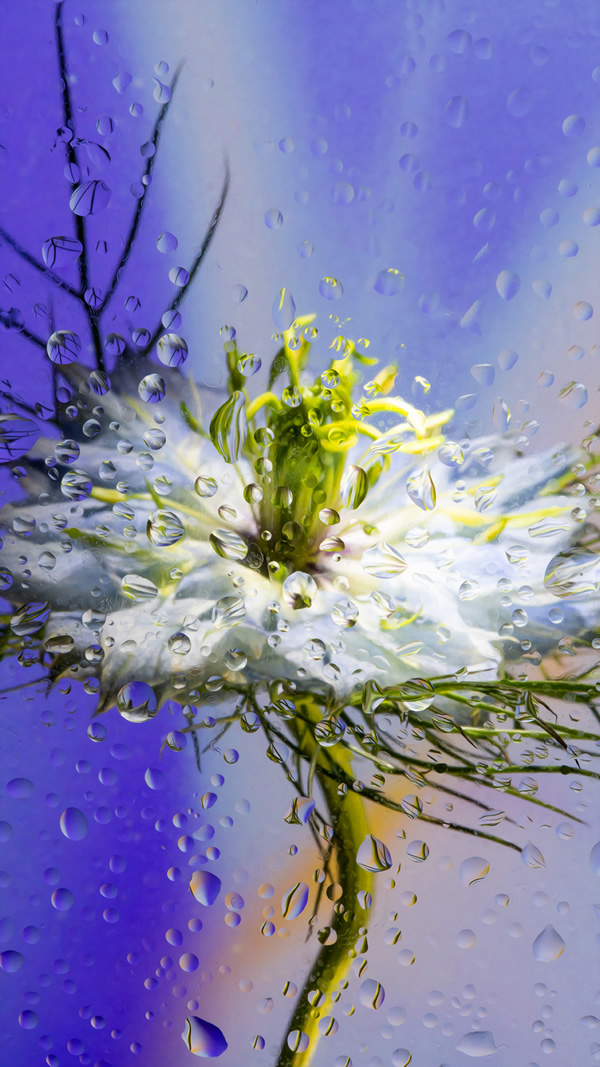 Inside Out: Beautiful Floral Photography By Davy Evans