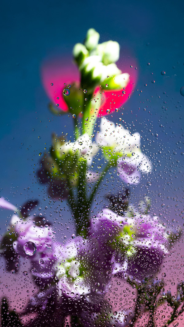 Inside Out: Beautiful Floral Photography By Davy Evans