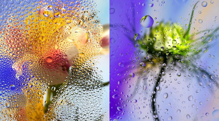 Inside Out: Beautiful Floral Photography By Davy Evans