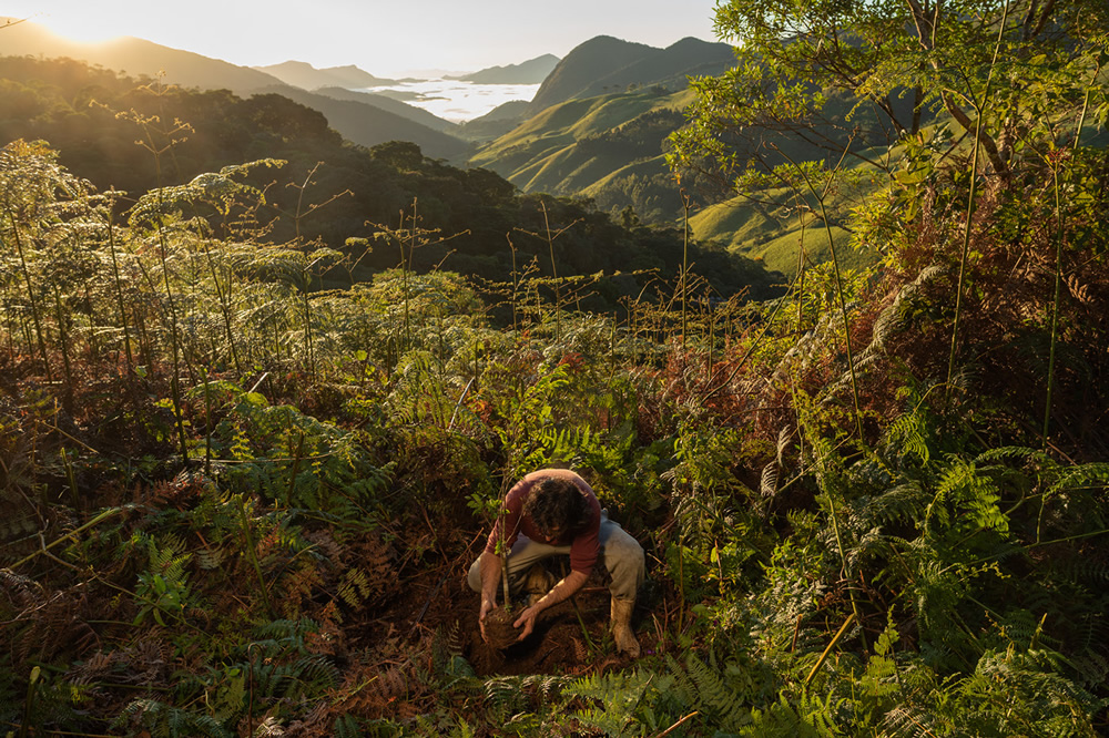 Forest Growers Of Mata Atlântica By Renato Stockler