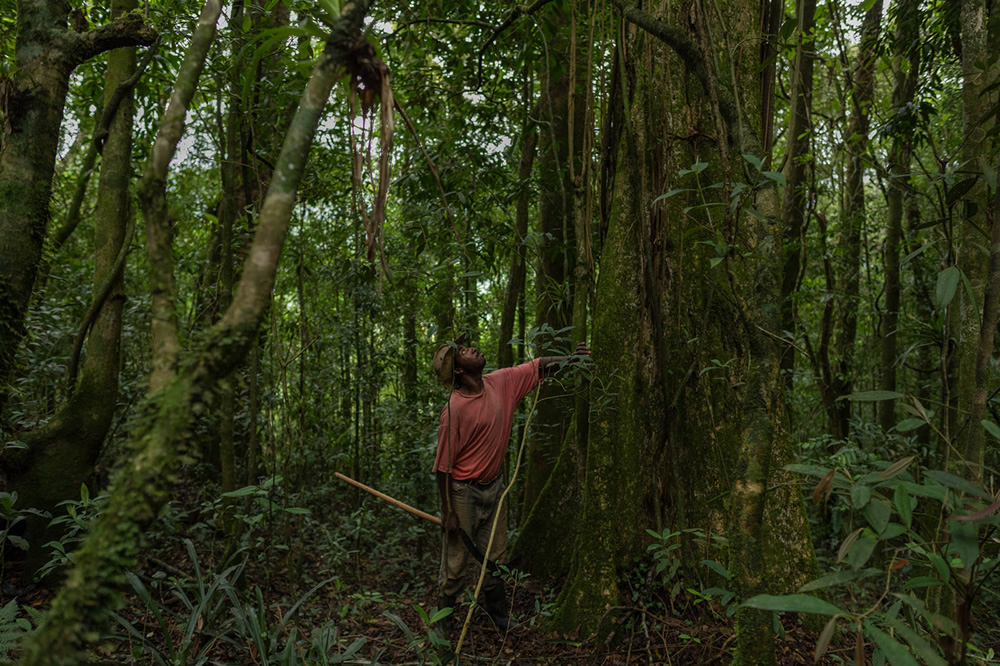 Forest Growers Of Mata Atlântica By Renato Stockler