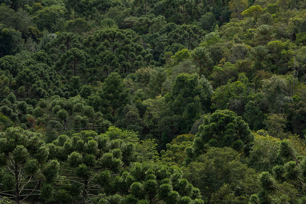 Forest Growers Of Mata Atlântica By Renato Stockler