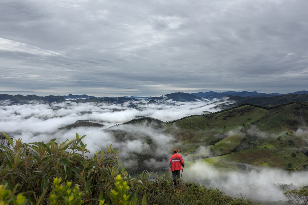 Forest Growers Of Mata Atlântica By Renato Stockler