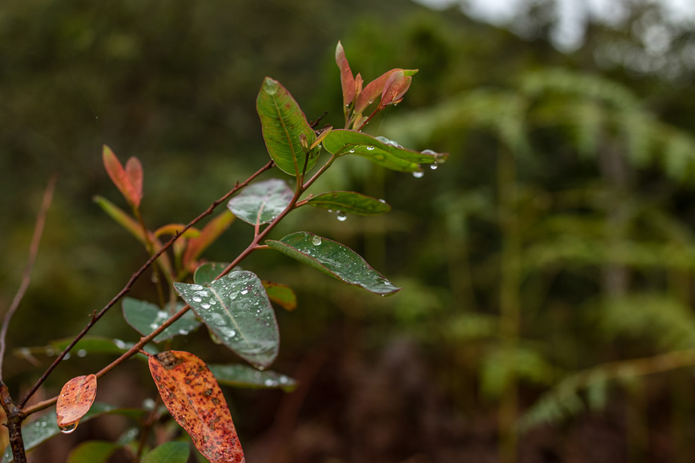 Forest Growers Of Mata Atlântica By Renato Stockler