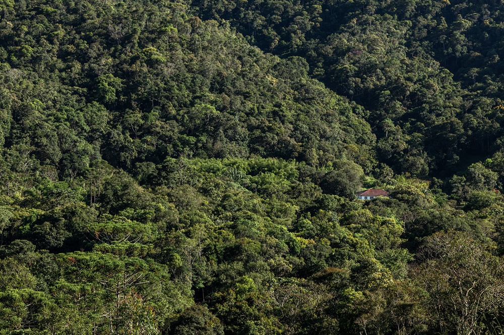 Forest Growers Of Mata Atlântica By Renato Stockler