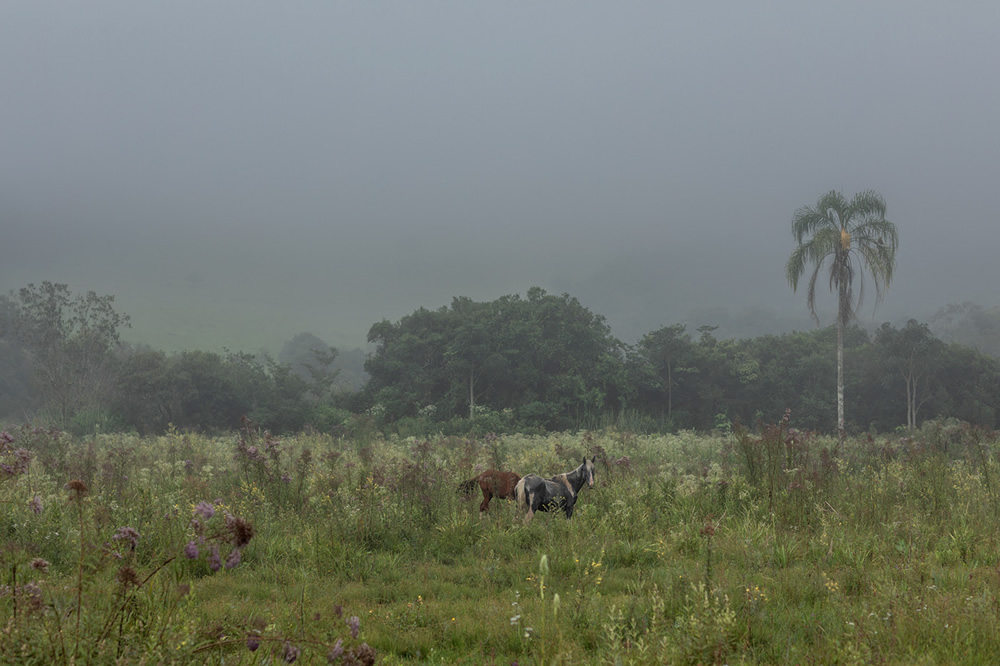 Forest Growers Of Mata Atlântica By Renato Stockler