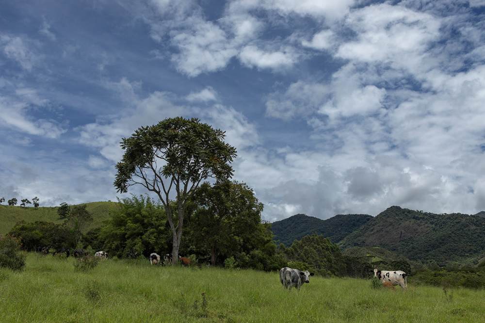 Forest Growers Of Mata Atlântica By Renato Stockler