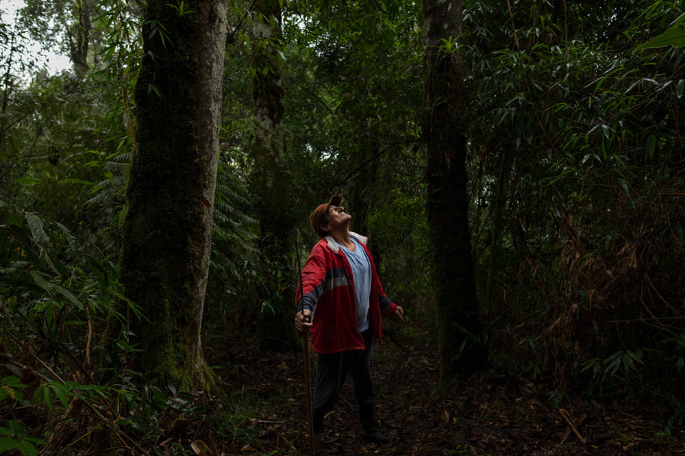 Forest Growers Of Mata Atlântica By Renato Stockler